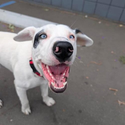 Photo of Krypto, adoptable Labrador Retriever in Alameda, California