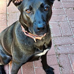 Photo of Nuka, adoptable American Pit Bull Terrier German Shepherd Dog in Locust Grove, Georgia