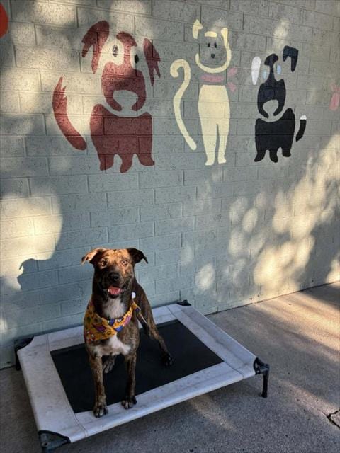 Photo of A524162, adoptable Pit Bull Terrier in Wilmington, North Carolina