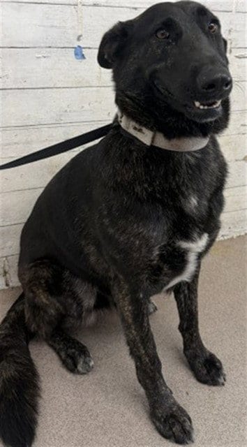 Photo of Journey, adoptable German Shepherd Dog in San Bernardino, California