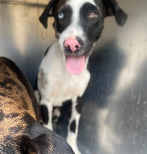 Photo of Sunny, adoptable Catahoula Leopard Dog in Garland, Texas