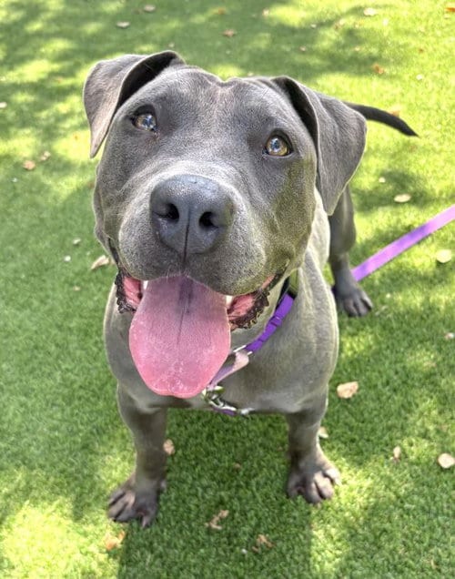 Photo of Evie, adoptable American Pit Bull Terrier in Santa Barbara, California