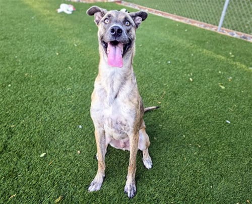 Photo of Tiger, adoptable Dutch Shepherd in Antioch, California