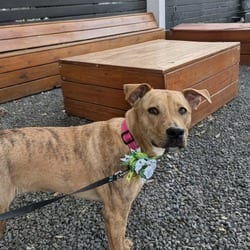 Photo of Coco WT, adoptable Labrador Retriever Mixed Breed (Large) in Hartford, Connecticut