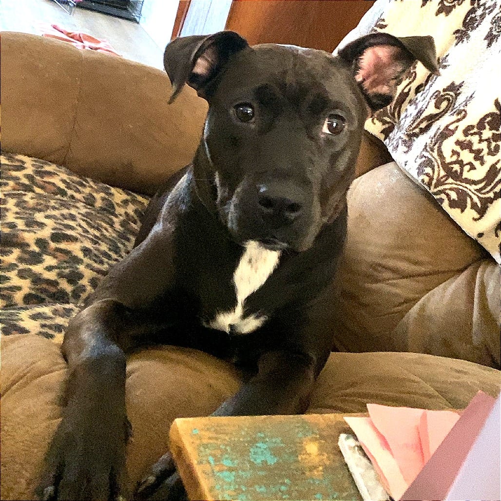 Photo of Carol Brady, adoptable Mixed Breed (Medium)