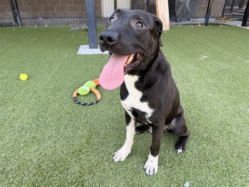 Photo of Aybigdog, adoptable Labrador Retriever in Garland, Texas