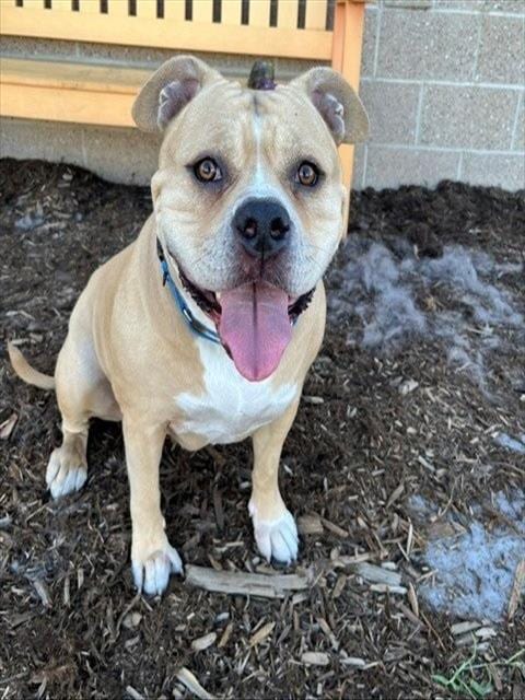Photo of Mogley, adoptable English Bulldog in Denver, Colorado
