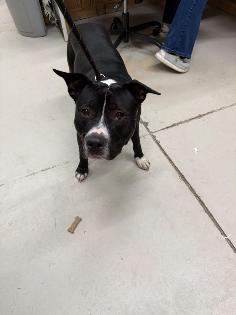 Photo of Axel, adoptable Pit Bull Terrier in Findlay, Ohio