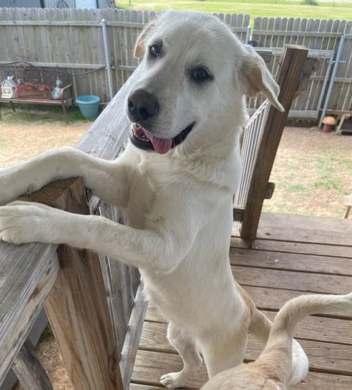 Photo of Sasha, adoptable Yellow Labrador Retriever in Gun Barrel City, Texas