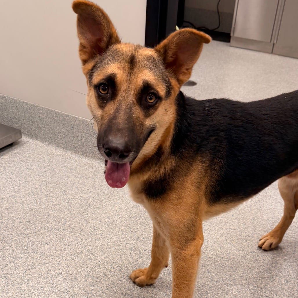 Photo of Forrest, adoptable Shepherd, German in Spartanburg, South Carolina