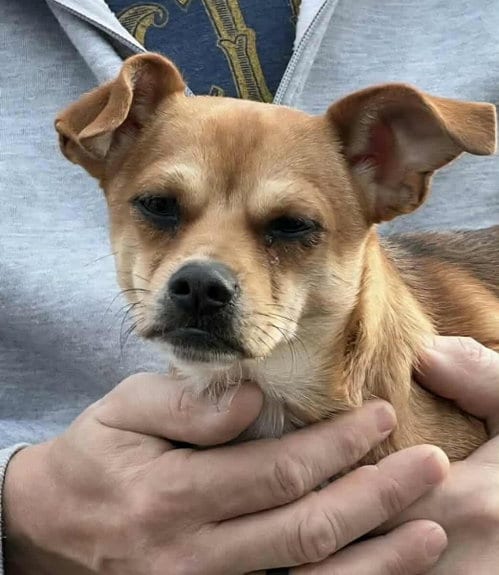 Photo of Hudson, adoptable Chihuahua in Princeton, Minnesota