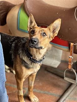 Photo of Jasmine, adoptable German Shepherd Dog in Dana Point, California