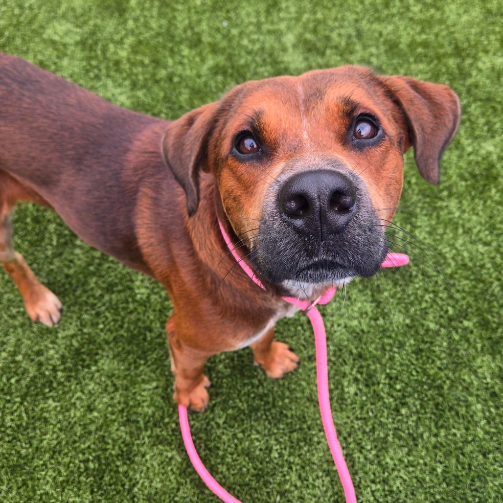 Photo of Diesel, adoptable Cattle Dog, Australian (Blue Heeler) / Mix in Spartanburg, South Carolina