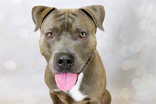 Photo of Roscoe, adoptable American Staffordshire Terrier in Ft Lauderdale, Florida