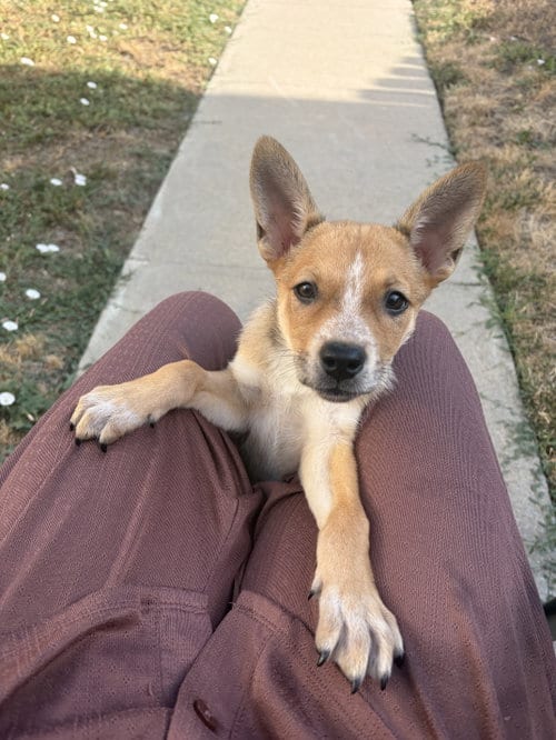 Photo of Lainey #1, adoptable Husky in Aurora, Colorado