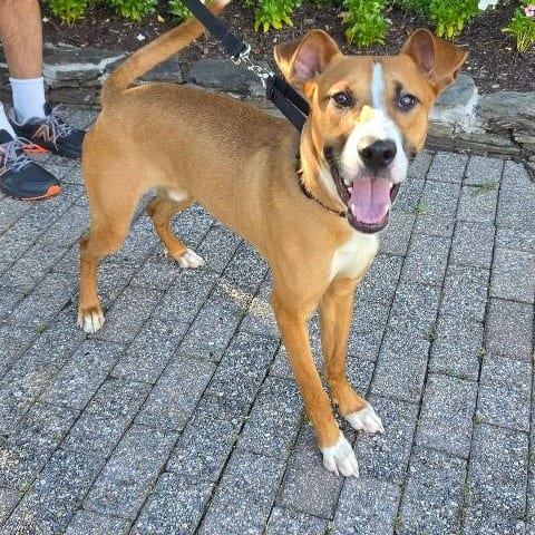 Photo of Bernie (fka Ernie), adoptable Pointer, English / Mixed Breed (Medium) in Potomac, Maryland