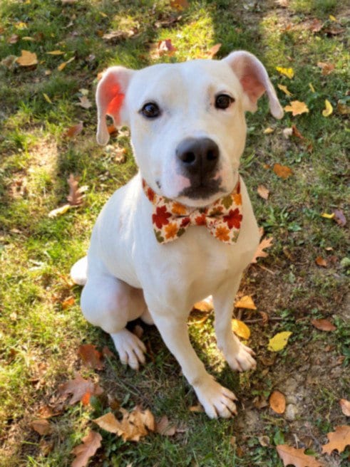 Photo of Mr Goodbar, adoptable Pit Bull Terrier in Clinton Township, Michigan