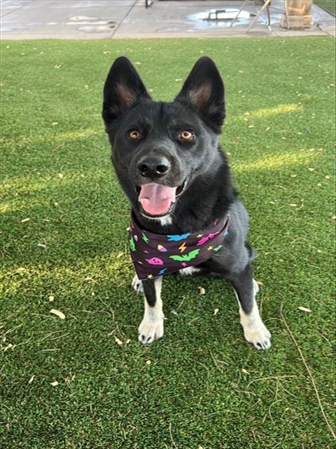 Photo of Hermes, adoptable Border Collie in Lancaster, California