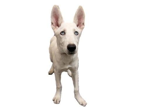 Photo of Princesa, adoptable Siberian Husky in Los Angeles, California