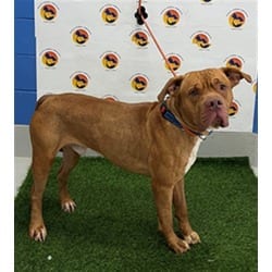 Photo of Blue, adoptable Mixed Breed (Medium) in Land O'Lakes, Florida