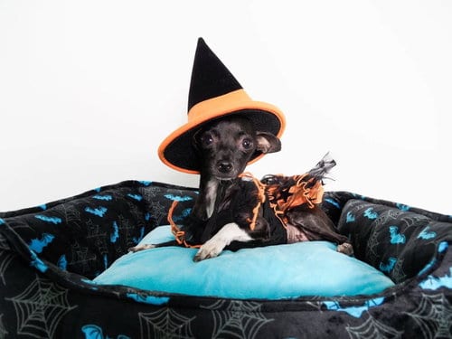 Photo of Flor, adoptable Chihuahua in Phoenix, Arizona