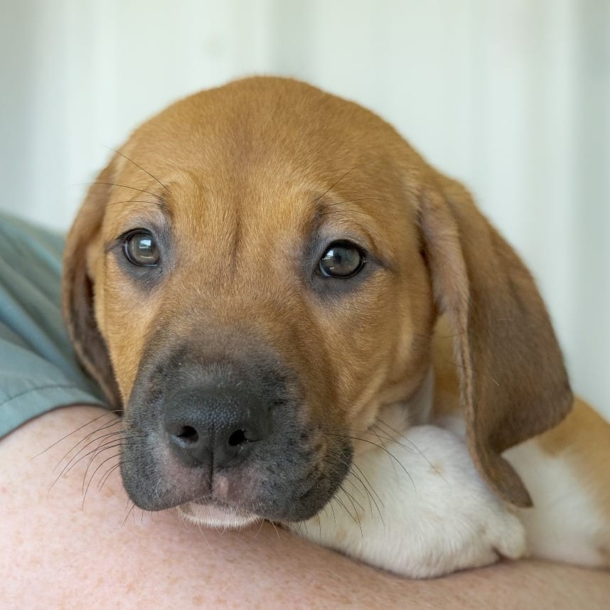 Photo of Luna, adoptable Terrier / Mixed Breed (Medium) in Chapel Hill, North Carolina