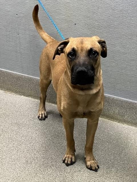 Photo of Beaver, adoptable Mastiff in Las Vegas, Nevada