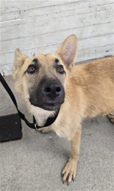 Photo of Clive, adoptable Belgian Shepherd Malinois in San Bernardino, California