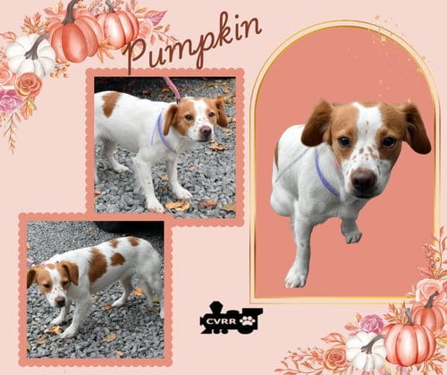 Photo of Pumpkin, adoptable Brittany in Lindsay, California