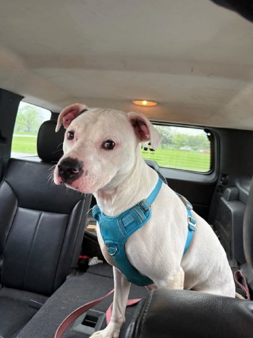 Photo of Athena, adoptable Pit Bull Terrier in Utica, Michigan