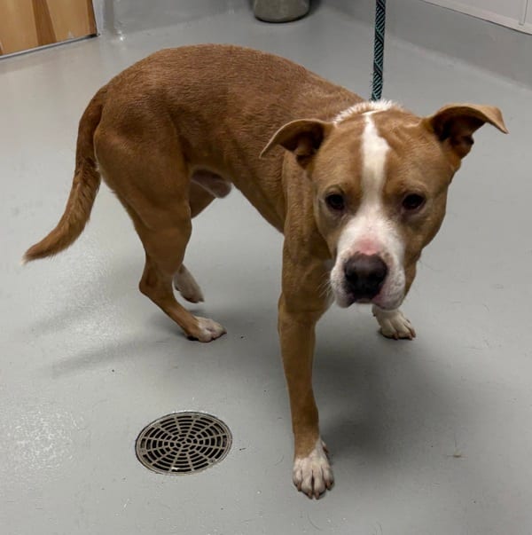 Photo of Georgie Hw+, adoptable Pit Bull cross in Lawrenceville, Georgia