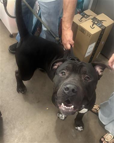 Photo of Jacob, adoptable Mixed Breed