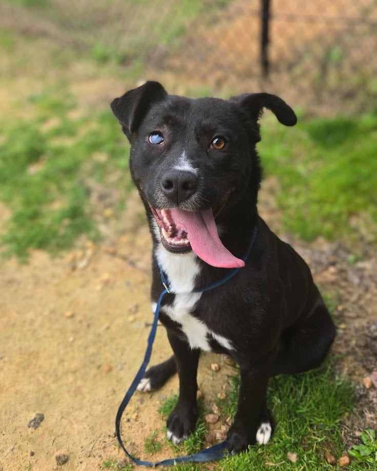 Photo of Midnight (Denise), adoptable Labrador Retriever in Douglasville, Georgia