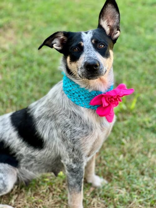 Photo of Feyre, adoptable Australian Cattle Dog/Blue Heeler in McKinney, Texas