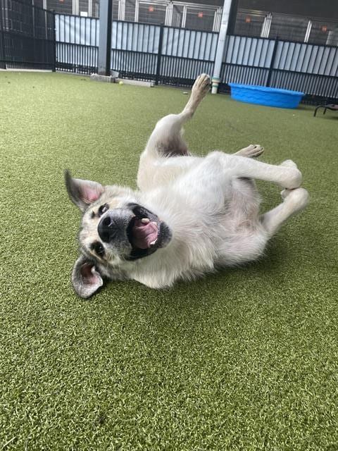 Photo of Delainey, adoptable Anatolian Shepherd in Waco, Texas