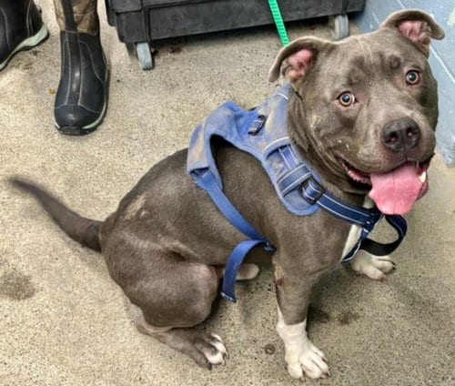 Photo of Hades, adoptable Pit Bull Terrier in Woodland, California