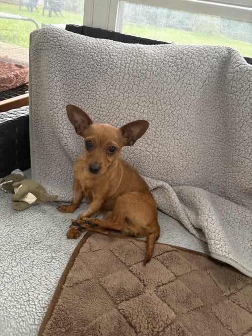 Photo of Betty, adoptable Fox Terrier in North Babylon, New York