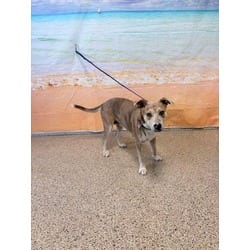 Photo of Tara, adoptable Terrier (Unknown Type, Medium) in Doral, Florida