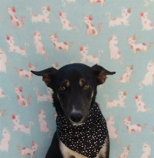 Photo of Blue1, adoptable Labrador Retriever in San Diego, California