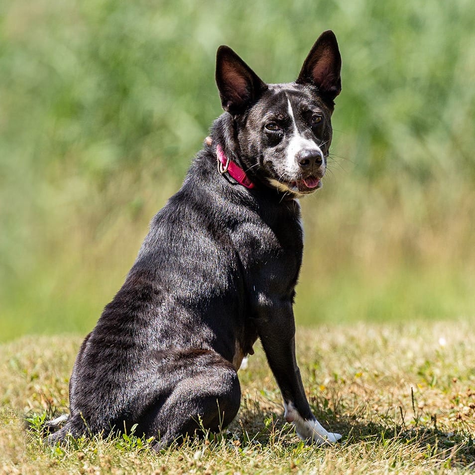 Photo of Cora, adoptable Carolina Dog / Mixed Breed (Medium) in Council Bluffs, Iowa