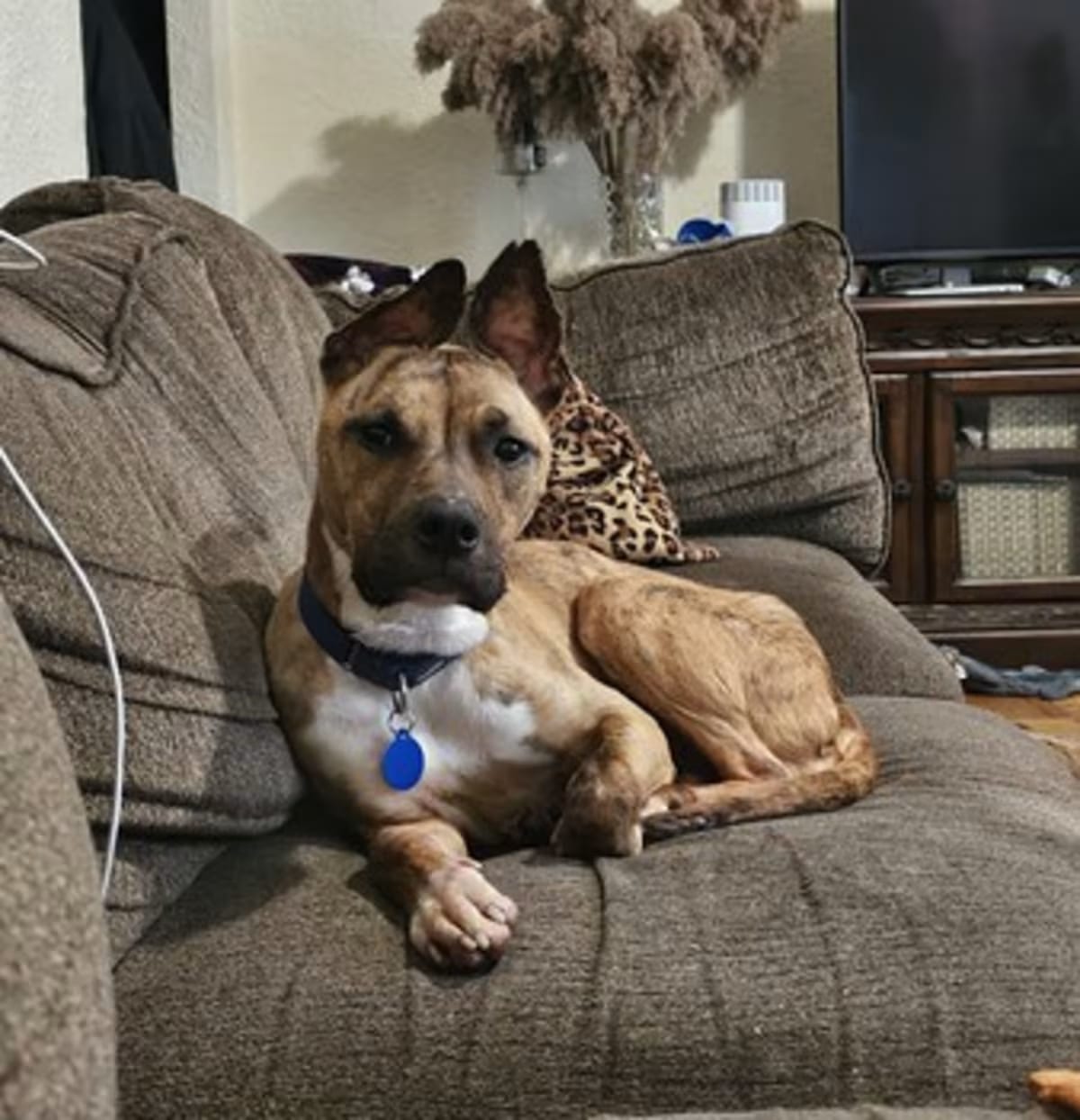 Photo of Fran, adoptable Mutt in New York, New York