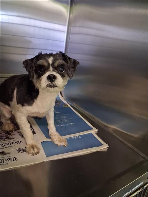 Photo of Pulguito, adoptable Maltese in Los Angeles, California
