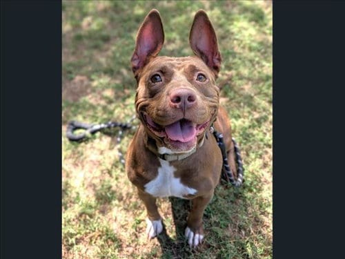 Photo of Koko, adoptable Pit Bull Terrier in Chapel Hill, North Carolina
