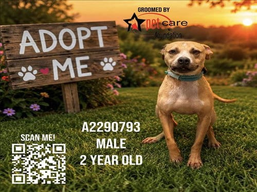 Photo of Easter Egg, adoptable Pit Bull Terrier in Los Angeles, California