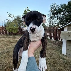 Photo of Snap, adoptable Mixed Breed (Medium) in Fort Collins, Colorado