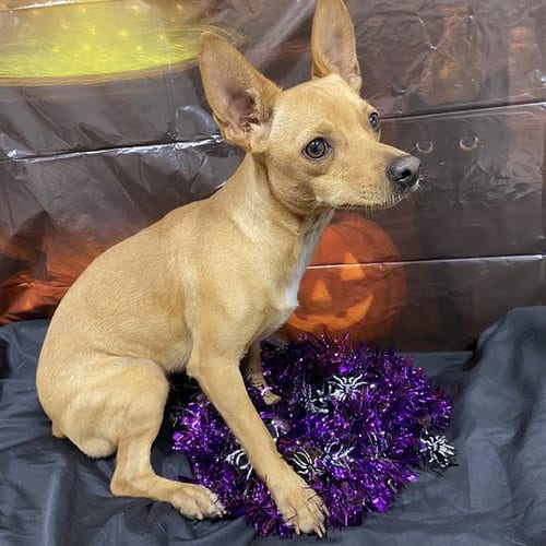 Photo of Coraline, adoptable Chihuahua in Modesto, California