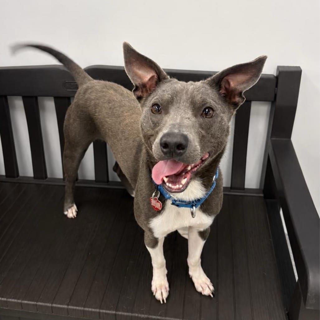 Photo of Duncan, adoptable Mixed Breed (Medium) in Wheeling, Illinois