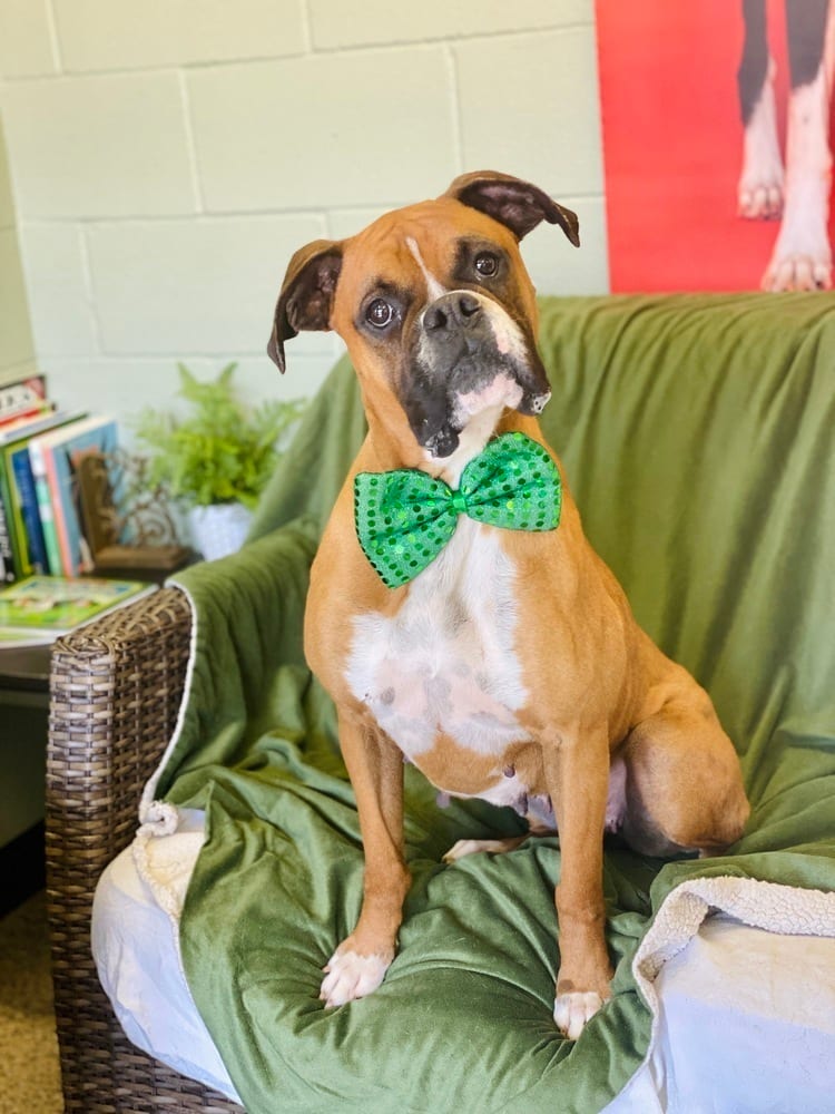 Photo of Virtue - ABR Return, adoptable Boxer in Austin, Texas
