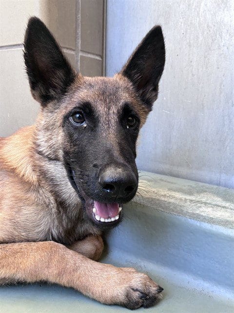 Photo of Lalo, adoptable Belgian Shepherd Malinois in Riverside, California