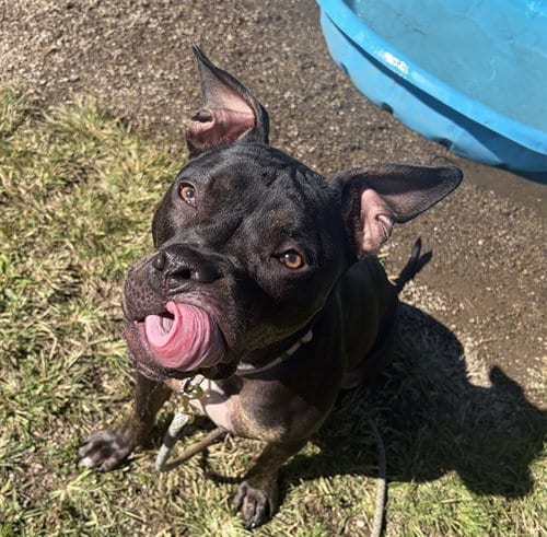 Photo of Greta, adoptable Pit Bull Terrier in Center Township, Pennsylvania